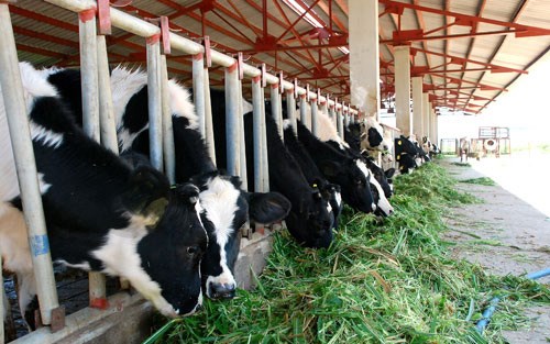 WB tài trợ bổ sung trị giá 45 triệu USD cho dự án chăn nuôi và tăng cường an toàn thực phẩm, đang thực hiện tại Việt Nam.